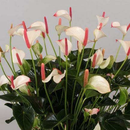 Exotic flori tropicale anthurium