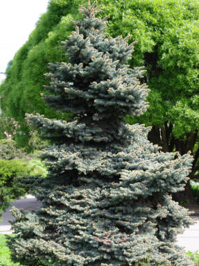 Molid - plante conifere - arbori ornamentali și arbuști