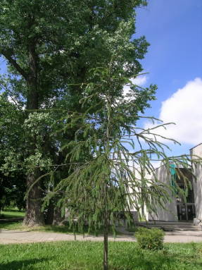 Molid - plante conifere - copaci ornamentali și arbuști