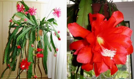 Epiphyllum îngrijire, tăiere, căi de reproducere