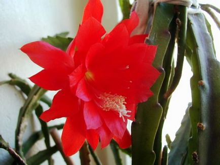 Epiphyllum îngrijire, tăiere, căi de reproducere