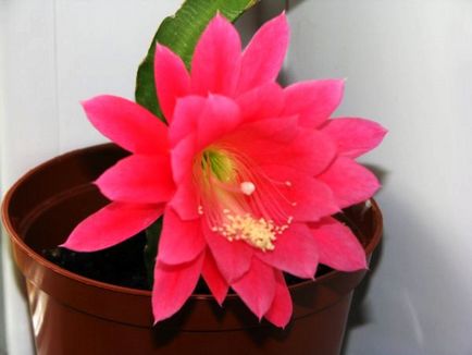 Epiphyllum îngrijire, tăiere, căi de reproducere