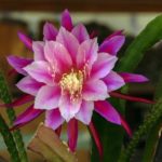 Epiphyllum fotografie și video de îngrijire la domiciliu