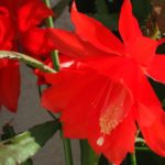 Epiphyllum fotografie și video de îngrijire la domiciliu