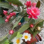Epiphyllum fotografie și video de îngrijire la domiciliu