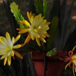 Epiphyllum fotografie și video de îngrijire la domiciliu