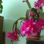 Epiphyllum fotografie și video de îngrijire la domiciliu