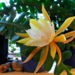 Epiphyllum fotografie și video de îngrijire la domiciliu