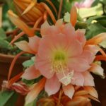 Epiphyllum fotografie și video de îngrijire la domiciliu