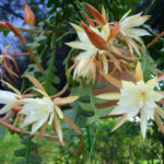 Epiphyllum fotografie și video de îngrijire la domiciliu