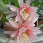 Epiphyllum fotografie și video de îngrijire la domiciliu