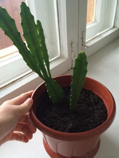 Epiphyllum fotografie și video de îngrijire la domiciliu