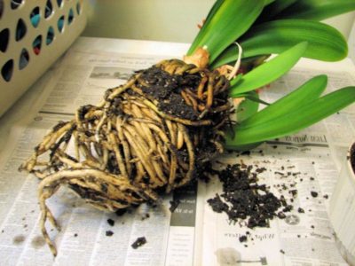 Epiphyllum ellátás home fotó és videó