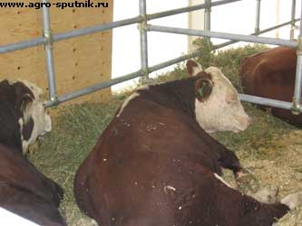 Eimerioza de diagnosticare, tratare, prevenire a animalelor agricole, portal de informații agro-satelit
