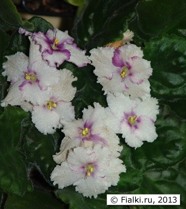 Violete și căldură, violete (Saintpaulia)