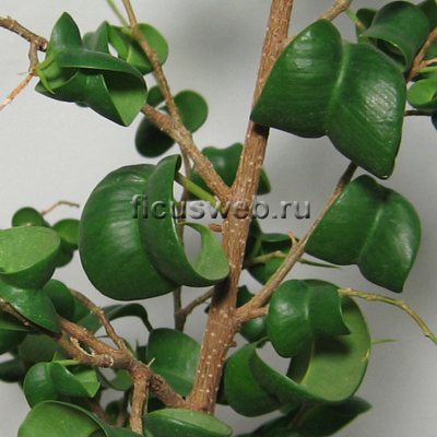 Ficus uszályok