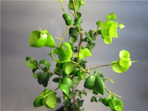 Ficus barok (ficus barok) îngrijire, reproducere și transplant