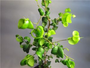 Фікус барок (ficus barok) догляд, розмноження і пересадка