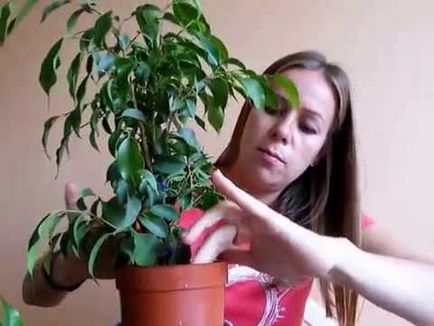 Ficus benjamina reprodukció otthon lap dugványok (tüskék)