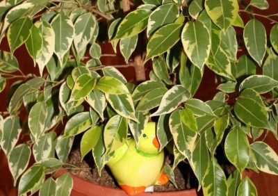 Ficus benjamina reprodukció otthon lap dugványok (tüskék)