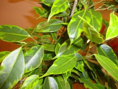 Ficus benjamina reproducere la domiciliu cu o frunză, butași (lăstari)