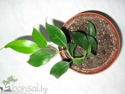 Ficus benjamin viandi