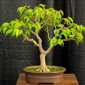 Ficus benjamin specie, soiuri, îngrijire la domiciliu