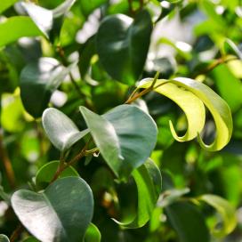 Ficus benjamin specie, soiuri, îngrijire la domiciliu