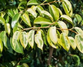 Ficus benjamin specie, soiuri, îngrijire la domiciliu