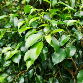 Ficus benjamin specie, soiuri, îngrijire la domiciliu