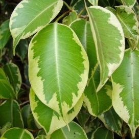 Ficus benjamin specie, soiuri, îngrijire la domiciliu