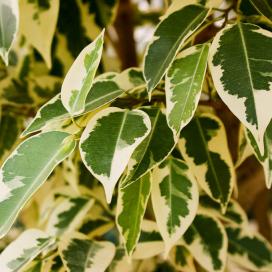 Ficus benjamin specie, soiuri, îngrijire la domiciliu