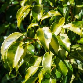 Ficus benjamin specie, soiuri, îngrijire la domiciliu