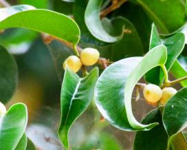 Ficus benjamin specie, soiuri, îngrijire la domiciliu