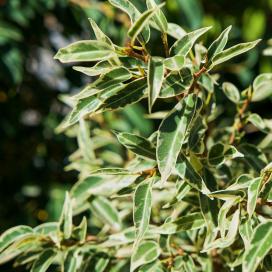 Ficus benjamin specie, soiuri, îngrijire la domiciliu