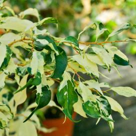 Ficus benjamin specie, soiuri, îngrijire la domiciliu