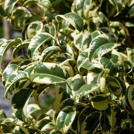 Ficus benjamin specie, soiuri, îngrijire la domiciliu