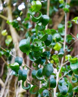 Ficus benjamin specie, soiuri, îngrijire la domiciliu