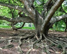 Ficus benjamin specie, soiuri, îngrijire la domiciliu