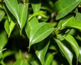 Ficus benjamin specie, soiuri, îngrijire la domiciliu