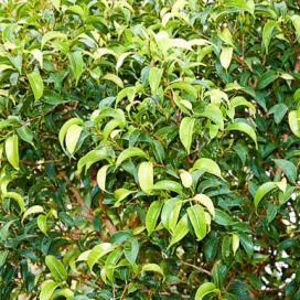 Ficus benjamin specie, soiuri, îngrijire la domiciliu