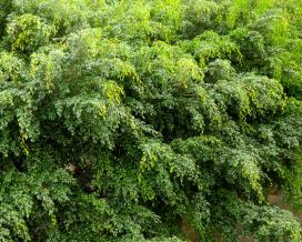 Ficus benjamin specie, soiuri, îngrijire la domiciliu