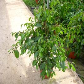 Ficus benjamin specie, soiuri, îngrijire la domiciliu