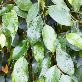 Ficus benjamin specie, soiuri, îngrijire la domiciliu