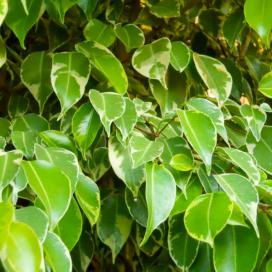 Ficus benjamin specie, soiuri, îngrijire la domiciliu