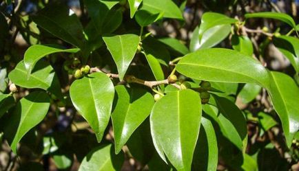 Ficus benjamin specie, soiuri, îngrijire la domiciliu