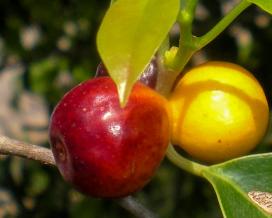 Ficus benjamin specie, soiuri, îngrijire la domiciliu