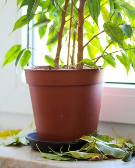 Ficus benjamin specie, soiuri, îngrijire la domiciliu