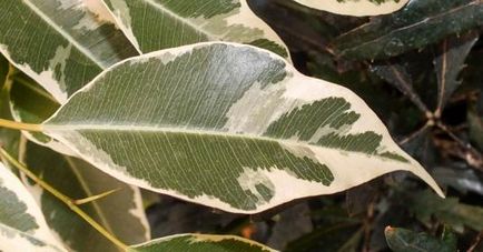 Ficus benjamin specie, soiuri, îngrijire la domiciliu