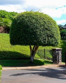 Ficus benjamin specie, soiuri, îngrijire la domiciliu